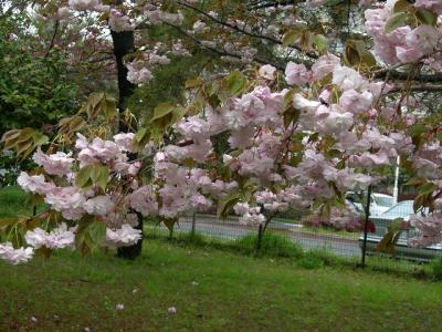 近所で桜探し