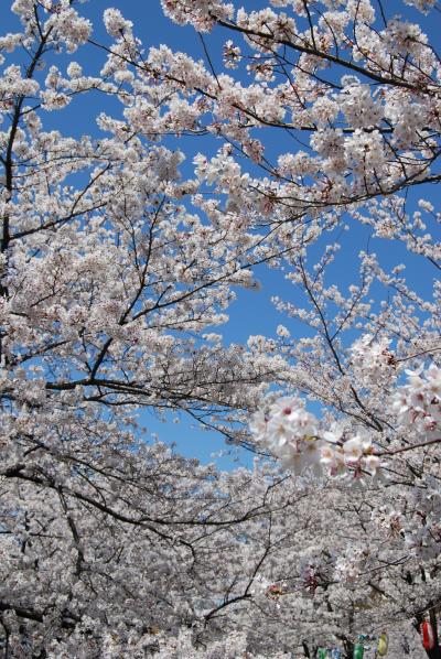 足立区の花「桜」