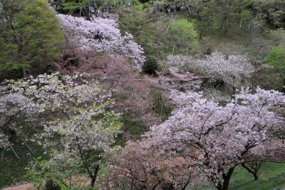 高尾　多摩森林科学園　桜満開