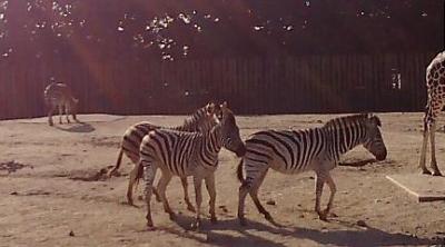 癒しを求めて東武動物公園へ