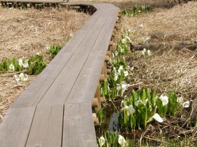札幌の元水源池の水芭蕉