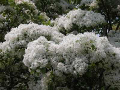 なんじゃもんじゃの木