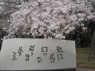 仙台・三神峯(みかみね)の丘の桜：毎年の定点観測 