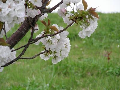 桜を追ってー?　毎度の荒川土手