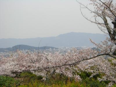 大河内山荘の桜は天国の桜