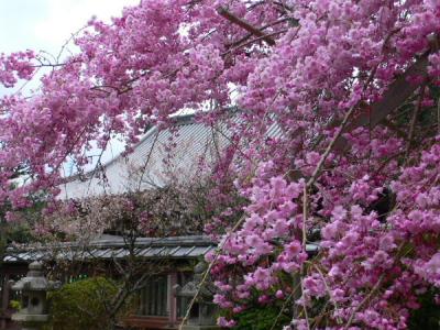 とにかく桜をみるのだ！の駆け回り京都旅行?毘沙門堂編