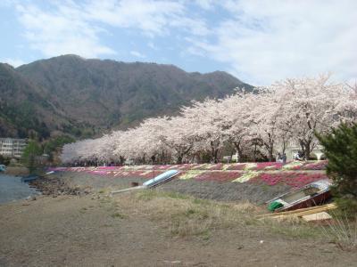 富士の麓～河口湖の桜