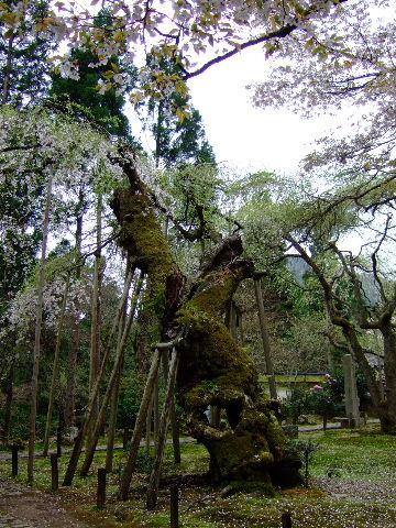 そうだ　2008年京都の桜見納めツアー、行こう。～其之一・常照皇寺篇～