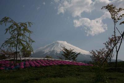 富士山さくらの園