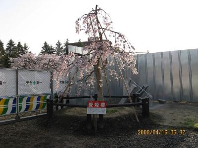 『愛姫桜』（めごひめさくら）