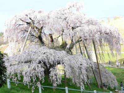 【花見2008】日本三大桜、三春の滝桜、春爛漫♪