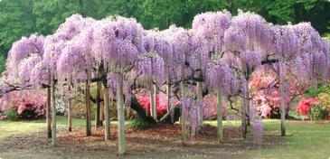 花の芸術村：Ｘ’masイルミネーション