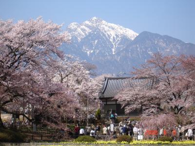 山梨　神代桜・わに塚の一本桜