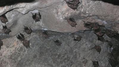 何百匹のコウモリ洞窟のダウダラーバード・クルダーバード