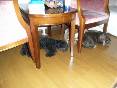 わんことSKI旅行