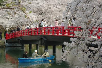 桜三昧　４（弘前公園外濠）