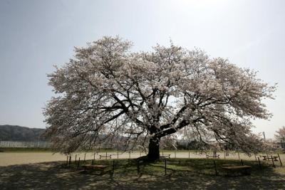 常陸太田市の桜