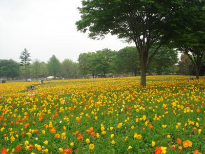昭和記念公園に行って来ました！