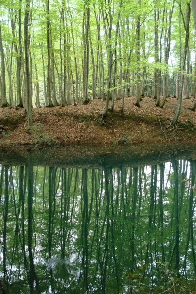 「 美 人 林 」 と 「 日本三大薬湯・松之山温泉 」 の旅　＜新潟県十日町松之山＞