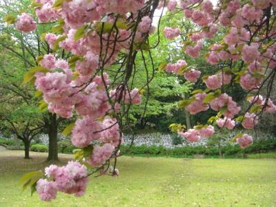 清澄庭園八重桜をたのしむ