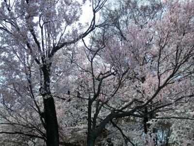 2008 花見～代々木公園 