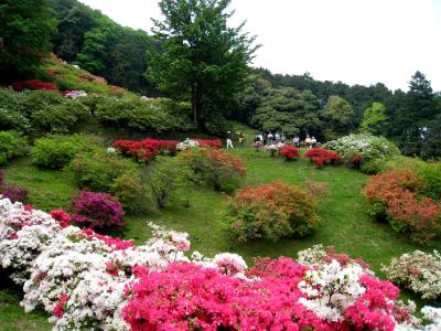 健康づくりウォ−キング大会とつつじ公園