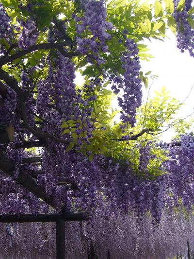 　「第43回江南ふじまつり」へ