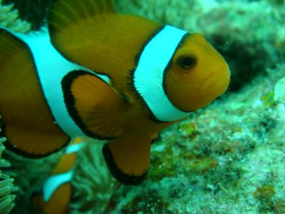 琉球ダイビング王国