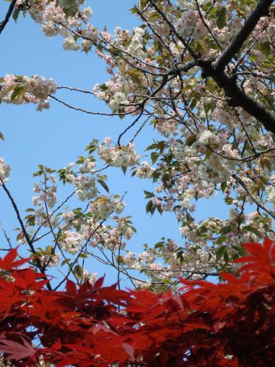 湘南・鎌倉＊春の花巡り～長谷寺・東慶寺・貞宗寺・白旗神社など