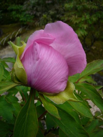 ボ タ ン の 花 咲 く ダ イ コ ン （大 根） 島　～２/３～