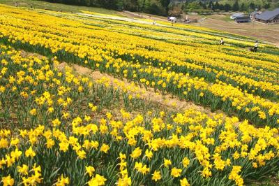 ［08］夢の平スキー場の水仙