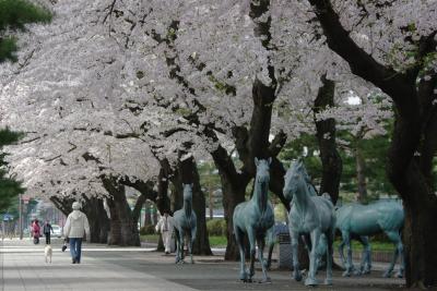 桜三昧　６（十和田市官庁街通り）