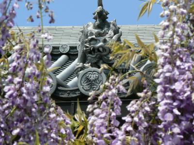 藤の寺（子安地蔵寺）の藤を求めて