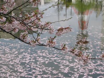 散った桜