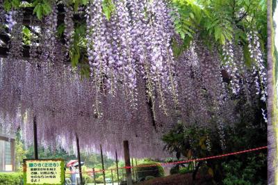 藤の花　正法寺