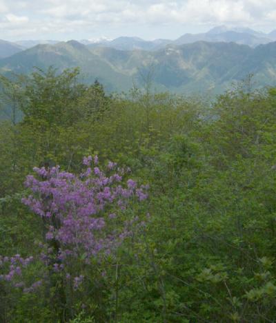 ヤシオツツジの石裂山