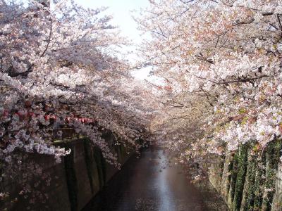 中目黒でお花見