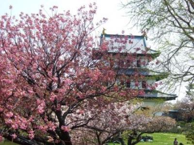 2008.5 満開の桜巡り…「函館・五稜郭公園と松前城公園」