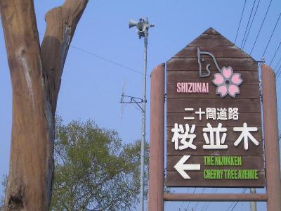 【北海道～静内】桜並木をみる旅（080503）