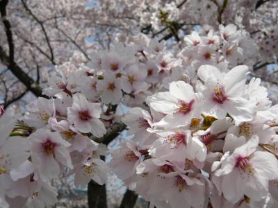 桜の季節に一時帰国