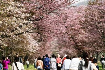 2008.5 満開の桜巡り…「しずない・二十間道路の桜並木」