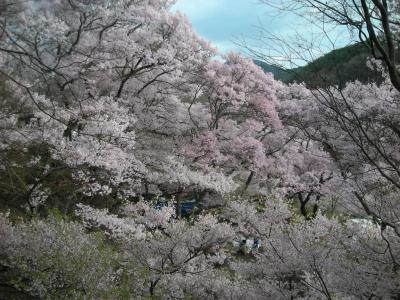 ２００８お花見ＮＯ７♪高遠桜