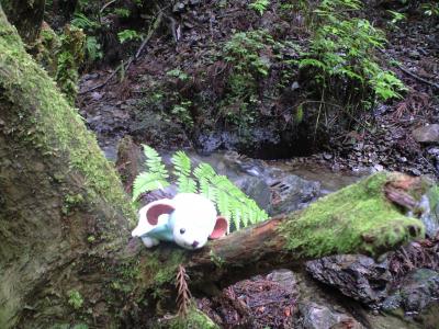 ウメ、高尾山登る