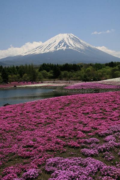 富士山と野原いっぱいに咲くシバザクラ～本栖湖・富士芝桜まつり