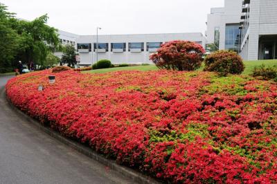 つつじの川村記念美術館