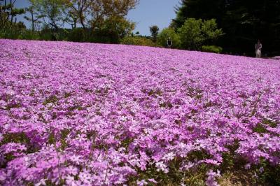 永沢寺☆芝桜を観に･･