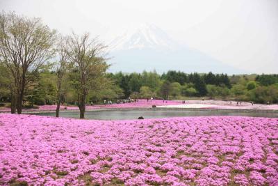 富士芝桜まつり