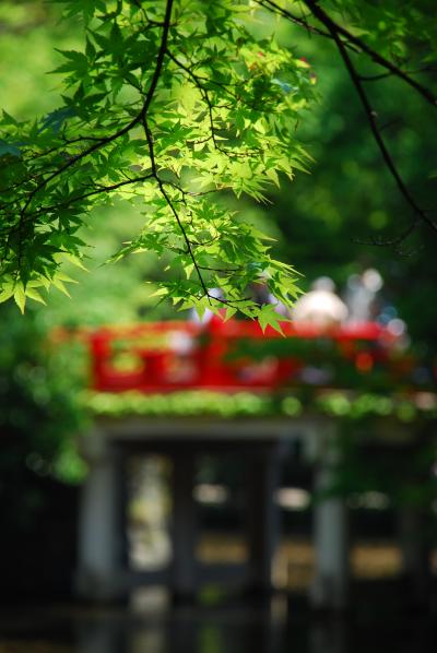 武蔵一宮氷川神社の木漏れ日の下で