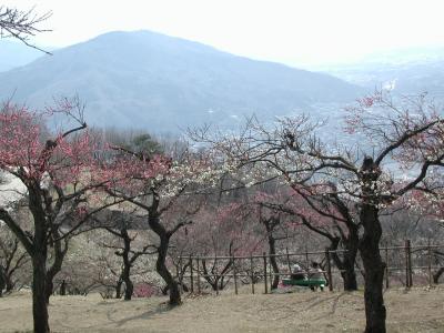 高齢者大学役員卒業旅行・・・その1　宝登山・長瀞石畳