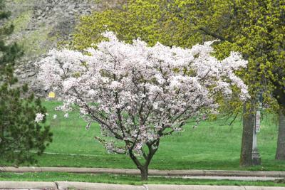 2008春、カナダ旅行記(7/27)：4月25日(5)：ナイアガラ・フォールズ、染井吉野の花